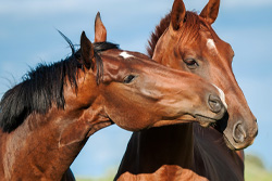 horse infections