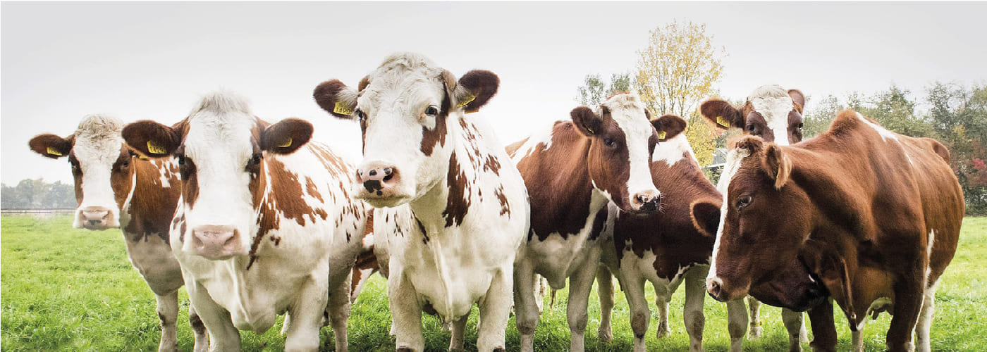 cattle in a field