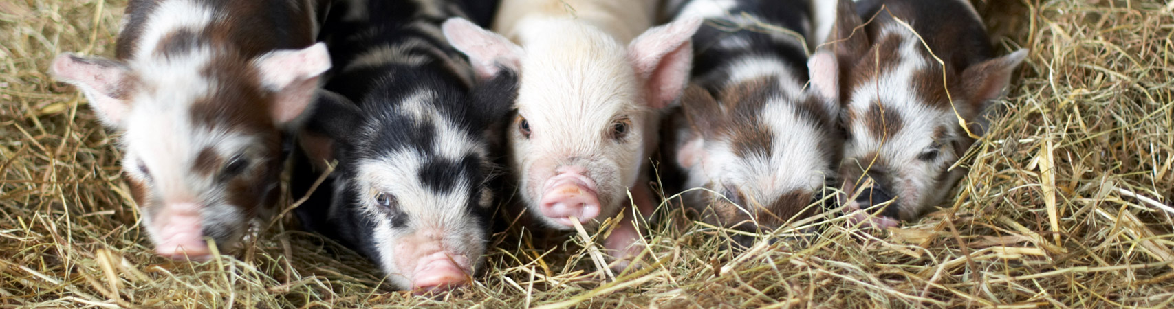 newborn piglets