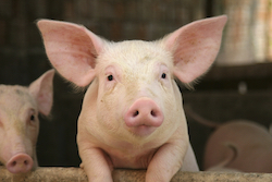 swine infections