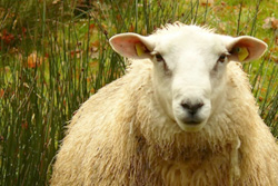 sheep infections